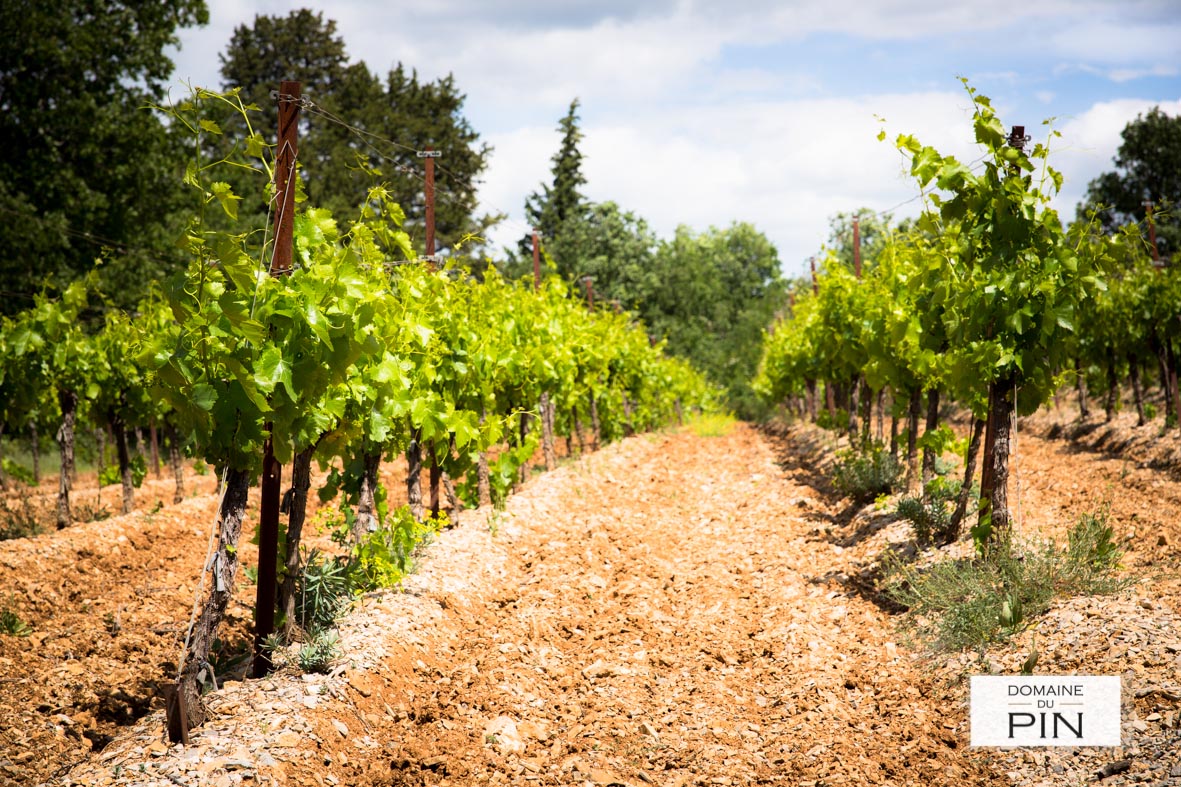 DOMAINE DU PIN — vue 2